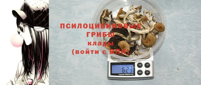 магазин продажи наркотиков  Порхов  Галлюциногенные грибы Psilocybe 